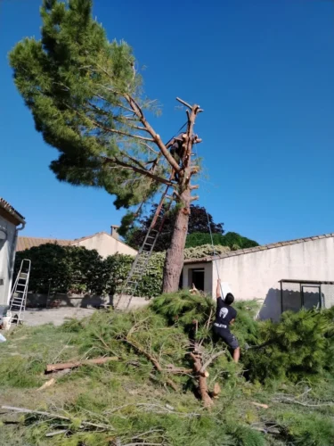 Un stère / Bûches 50 cm / 0.80 m3 photo review